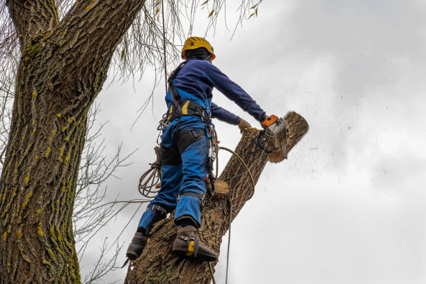 Best Tree Trimming and Pruning  in Madeira, OH